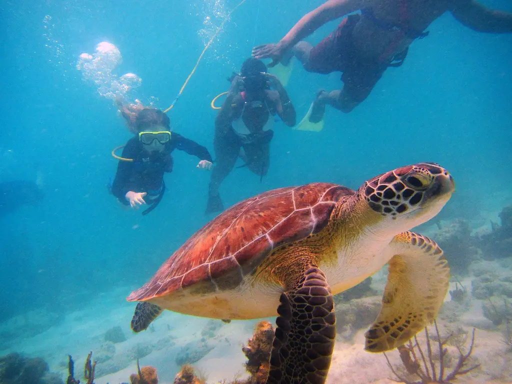 Snuba divers encountering a sea turtle in April 30, 2017