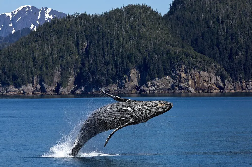 A whale jumps off the ocean water.