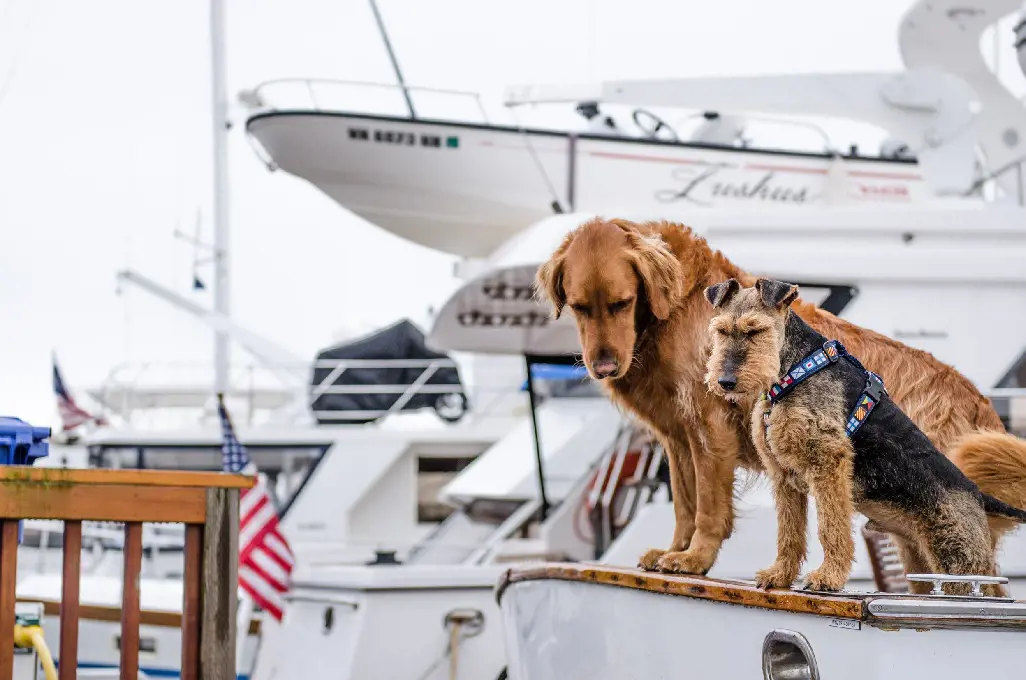 Two dogs lined up on the dock before boarding in the vessel.