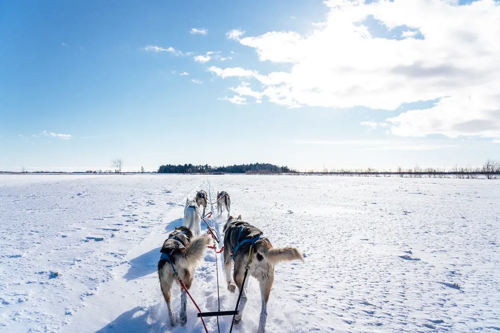 Dogs pulling the sled on snow covered ground under blue sky.