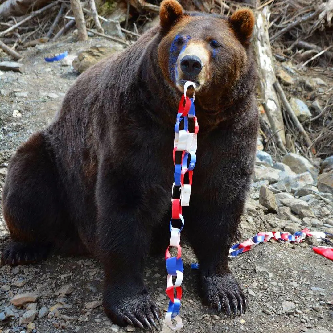 One of the bears from Fortress of the Bear celebrating fourth of July 